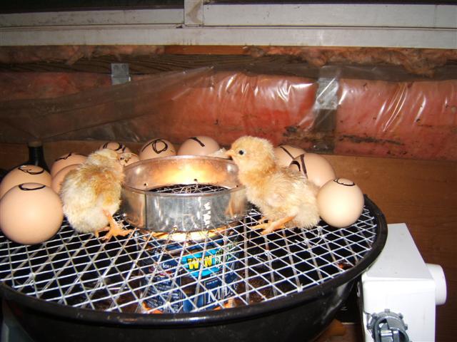 пилета в домашен инкубатор