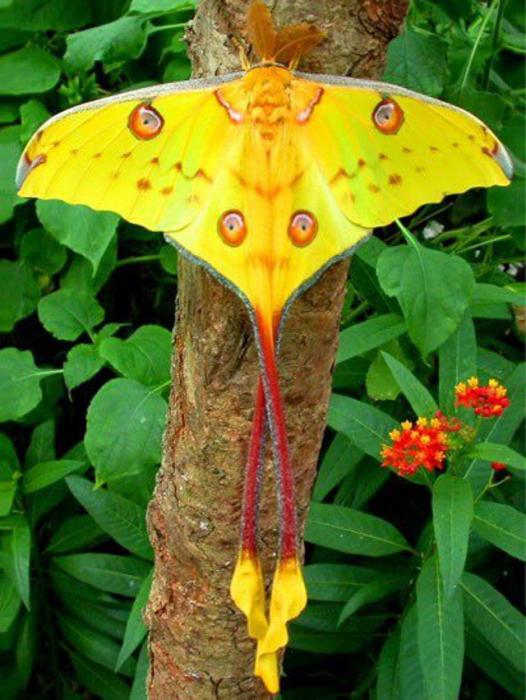 най-красивата пеперуда в света