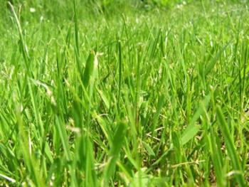 Полезни свойства на пшеницата трева